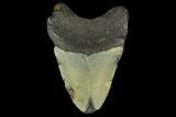 3.35" Fossil Megalodon Tooth - North Carolina - #131601-1